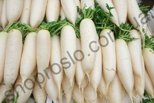 Семена редьки дайкон ТІ-150 , среднеспелый сорт, белая, 100 г, "Takii Seeds" (Япония), 100 г