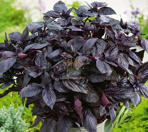 Насіння базиліку Червоний Рубін фіолетовий "Коуел" (Німеччина), 1 г