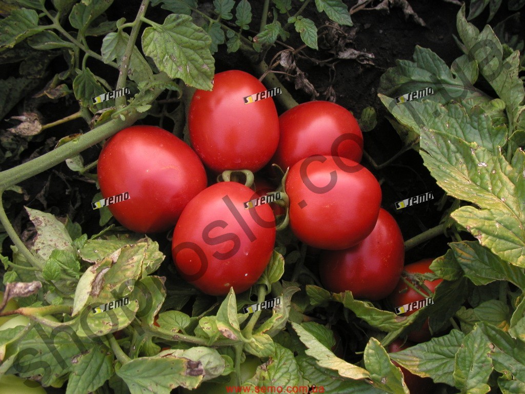 Семена томата Семарол, детерминантный, ранний сорт, 10 000 шт, "Semo" (Чехия), 10 000 шт
