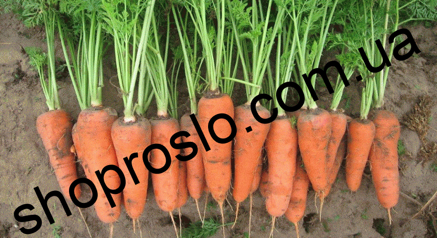 Насіння моркви SV 3118 F1, "Seminis" (Голландія), 1 млн.шт (1,6-1,8)