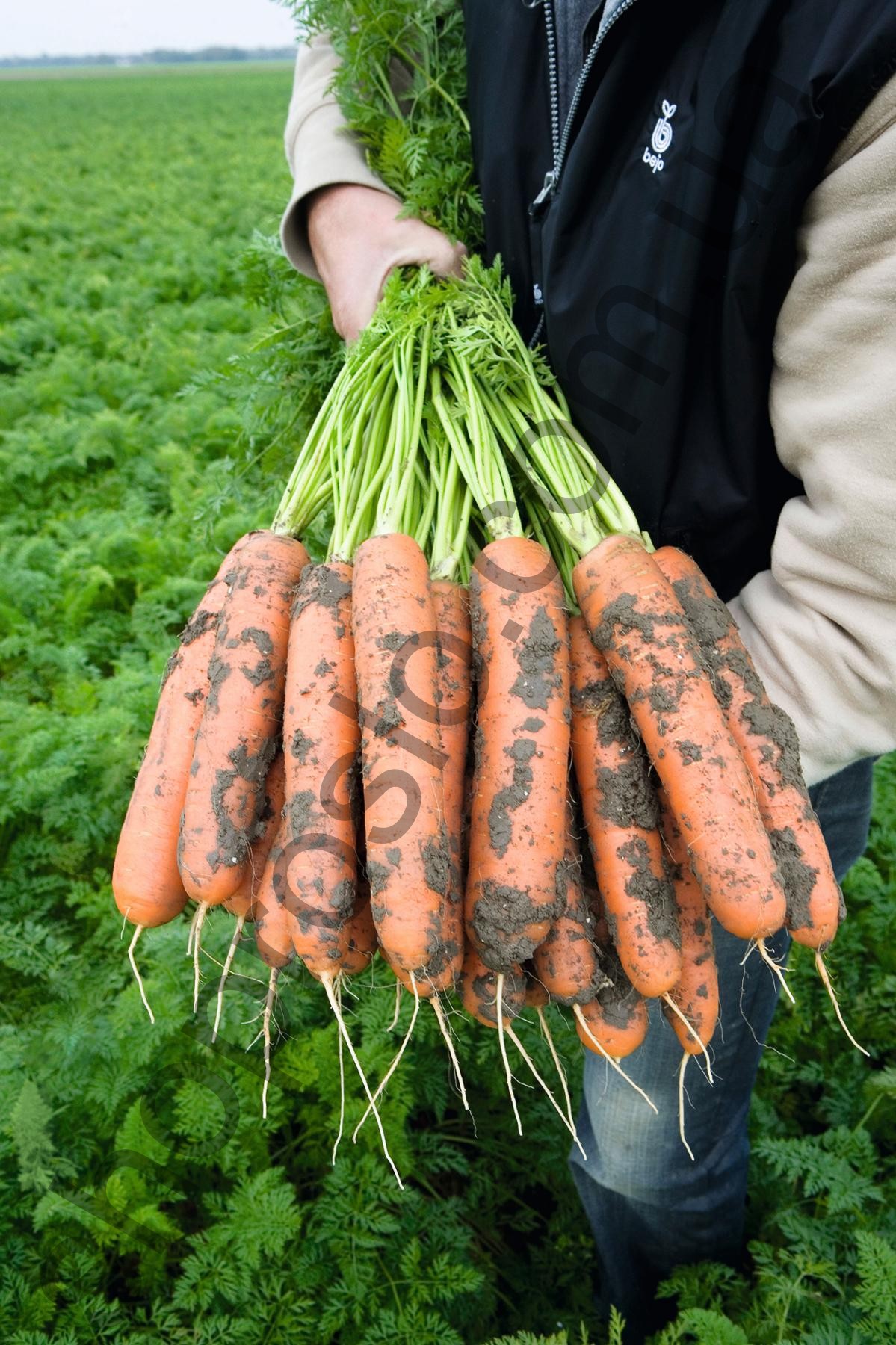 Семена моркови Балтимор F1, среднеспелый гибрид, 100 000 шт, "Bejo" (Голландия), 100 000 шт (1,6-1,8)