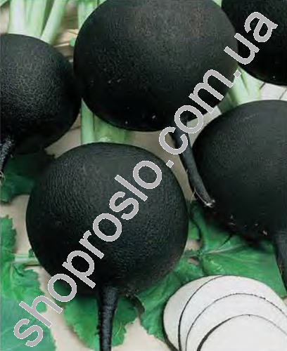 Семена редьки Дуэнья, ранний сорт, черная, 500 г, "Nasko" (Украина), 500 г