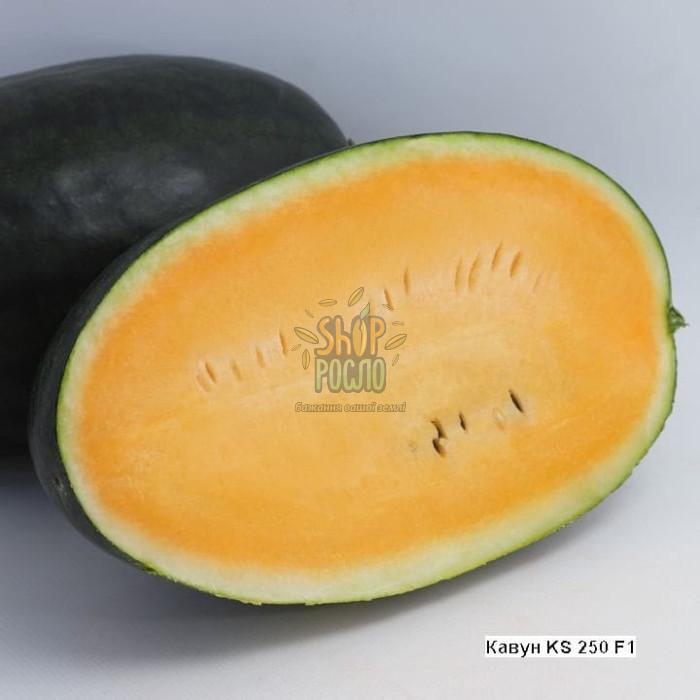 Cемена арбуза КС 250 F1 / KS 250 F1, ранний оранжевый гибрид Kitano Seeds (Япония), 100 шт