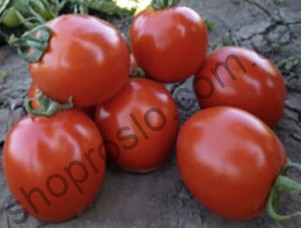 Насіння томату КС 470 F1  /KS 470  F1, ранній кущовий гібрид, "Kitano Seeds" (Японія), 1 000 шт
