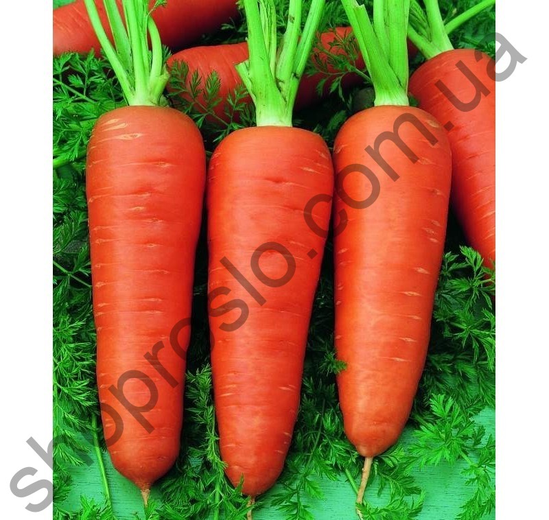 Семена моркови Кампино, среднеспелый сорт, "Satimex" (Германия), 500 г