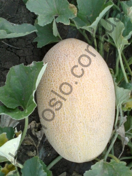 Семена дыни Кубус F1 (КS 6188 F1), ранний гибрид,Kitano Seeds (Япония), 100 шт