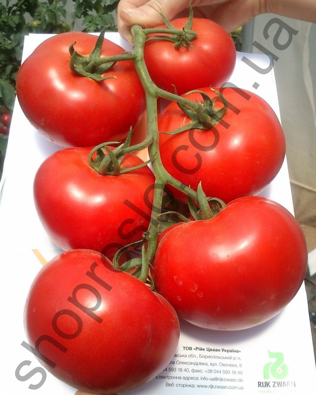 Насіння томату  Чімган F1,індет. ранній гібрид, "Clause" (Франція), 1 000 шт
