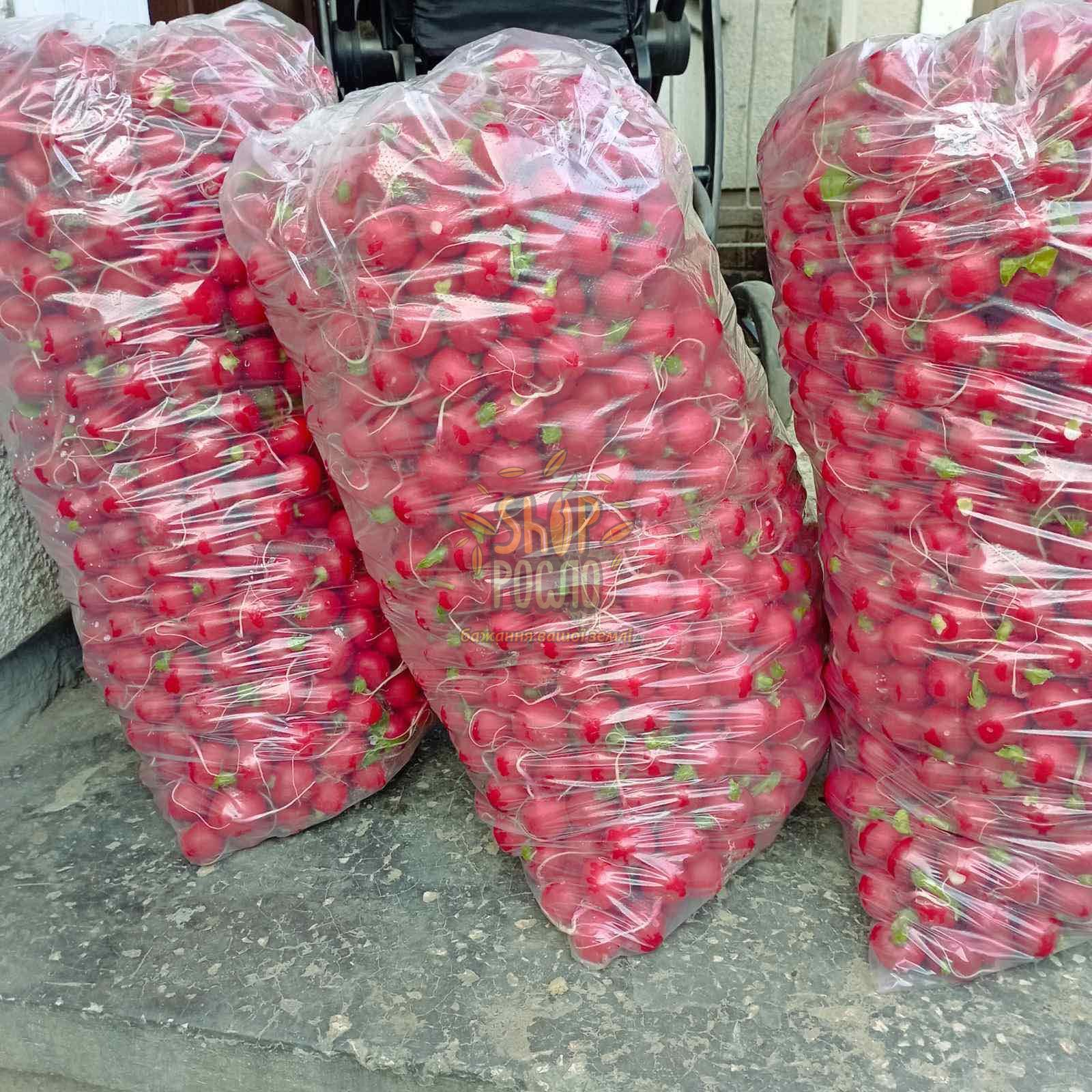 Семена редиса Стеллар F1, ранний гибрид, "Syngenta" (Швейцария), 10 000 шт