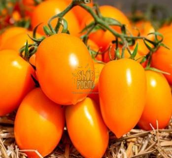 Семена томата КС 221 / КS 221 F1, индет. ранний желтый гибрид,  "Kitano Seeds" (Япония), 100 шт