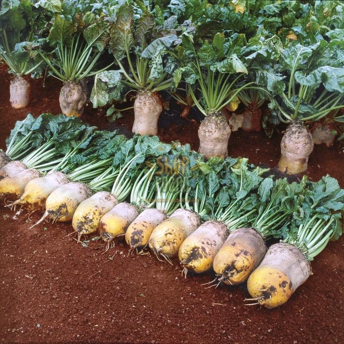 Насіння буряку Рекорд Полі "Agromaksi Seeds" (Україна), 1 кг