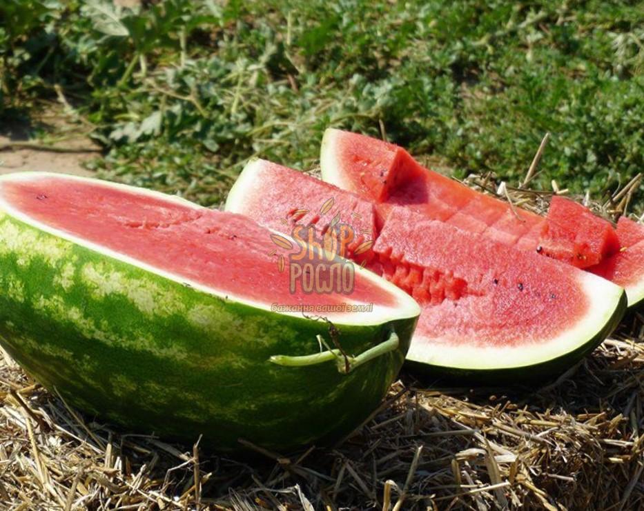 Семена арбуза Астрахан F1, среднеранний гибрид, "Syngenta" (Швейцария), 1 000 шт