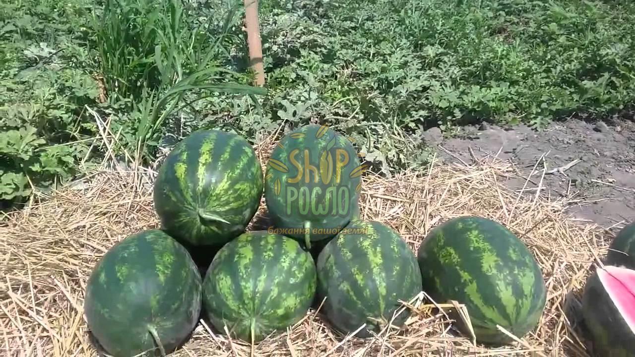 Насіння кавуна  Селест F1, ранній гібрид,"Sakata" (Японія), 1 000 шт