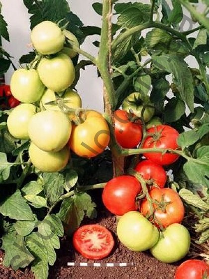 Семена томата Аврора F1, детерминантный, ультраранний сорт,1 г, "НИЦССА" (Молдова), 1 г