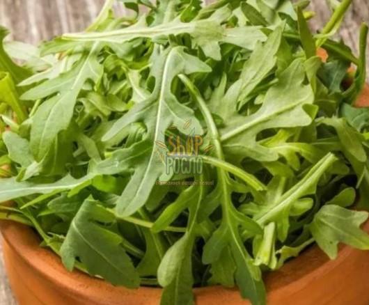 Насіння руколи Рокіта, всесезонний зелений сорт, "Коуел" (Італія), 5 г