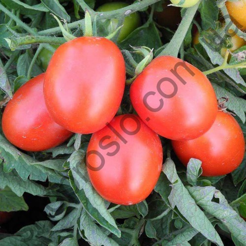 Семена томата Бинго F1, детерминантный ранний гибрид, "United Genetics" (США), 1 000 шт