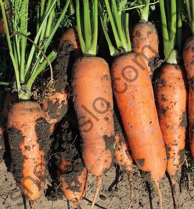 Семена моркови Чикаго F1, ранний гибрид, "Wing Seed" (Голландия), 200 000 шт (1,60-1,80)