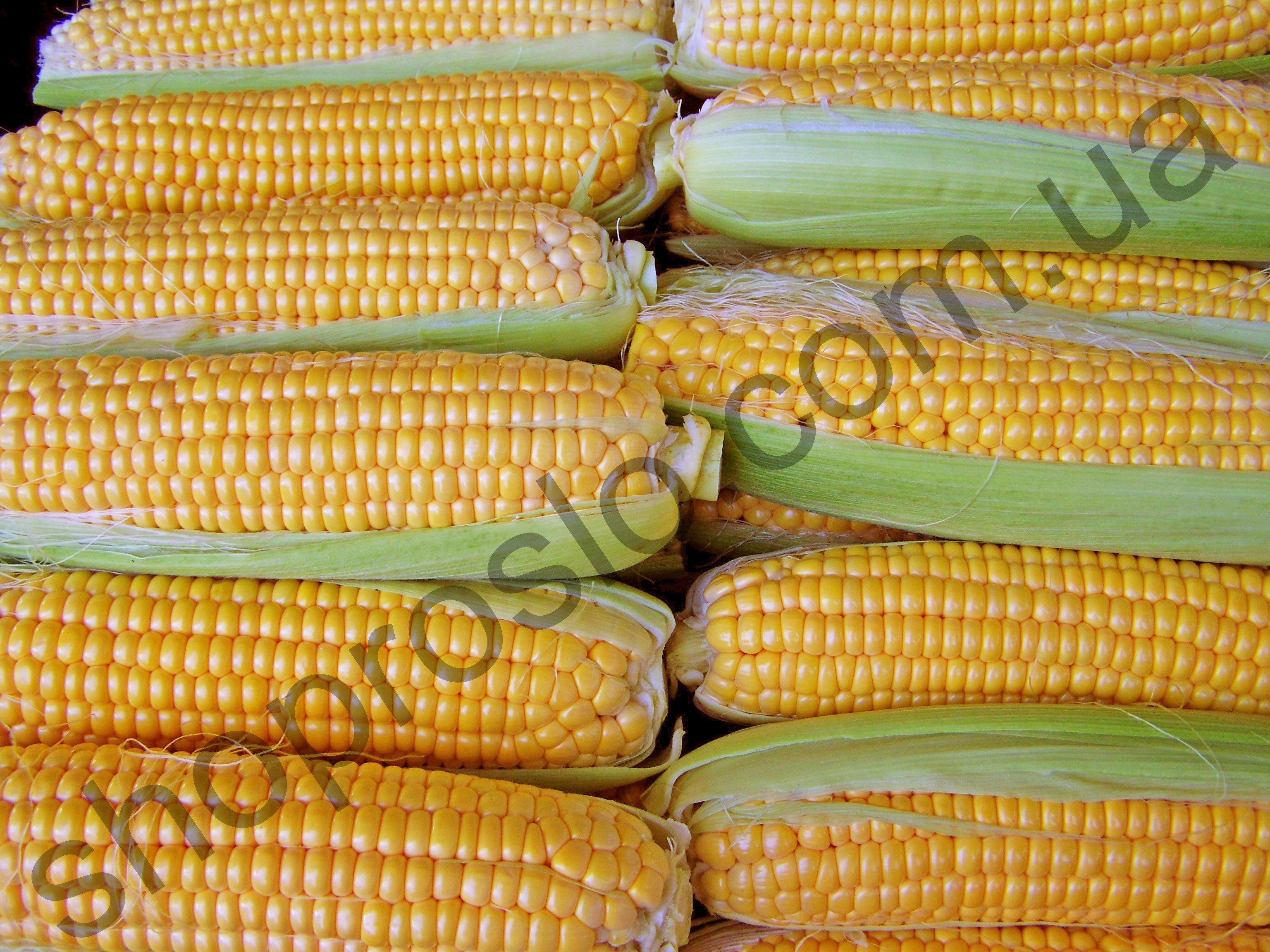 Сладость кукурузу. Кукуруза золотой початок. Золотой початок семена кукурузы. Кукуруза сладкая. Кукуруза Алтайский край.