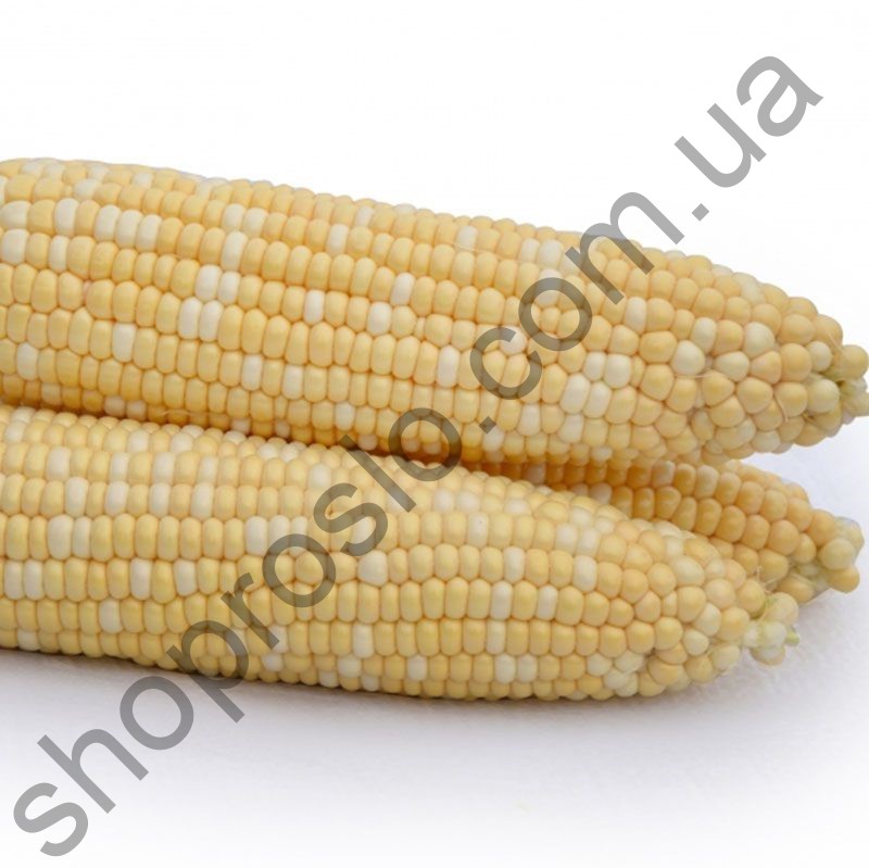 Семена кукурузы Майбико F1, ранний гибрид, суперсладкая," May Seeds" (Турция), 5 кг