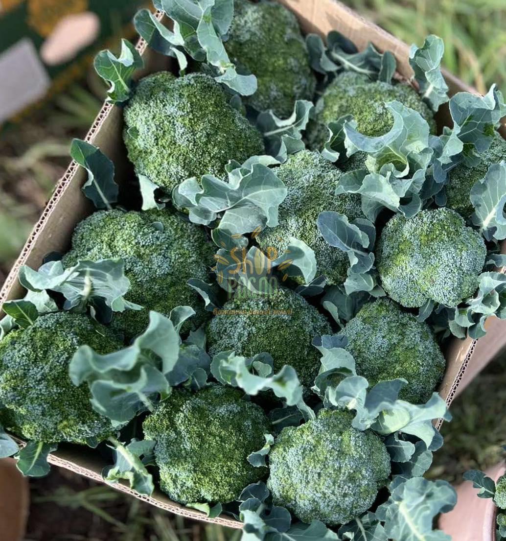 Семена капусты брокколи Корос F1, ранний гибрид, "Clause" (Франция), 2 500 шт