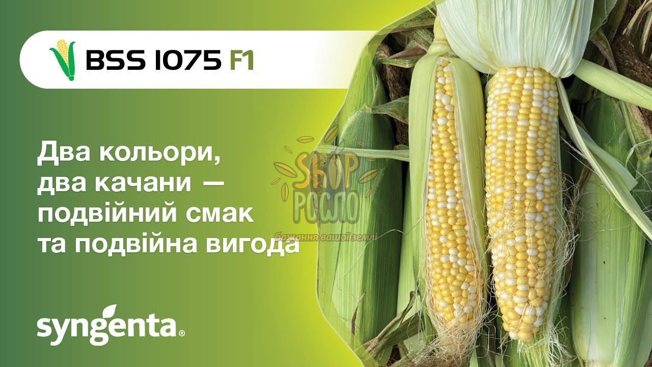 Семена кукурузы БСС 1075 F1, BSS 1075 F1,ранний суперсладкий гибрид, Syngenta (Швейцария), 5 000 шт