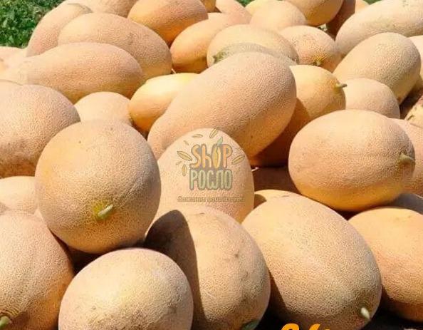 Насіння дині Ребекка F1,середньоранній гібрид, тип Ананас, "Hazera" (Ізраїль), 1 000 шт