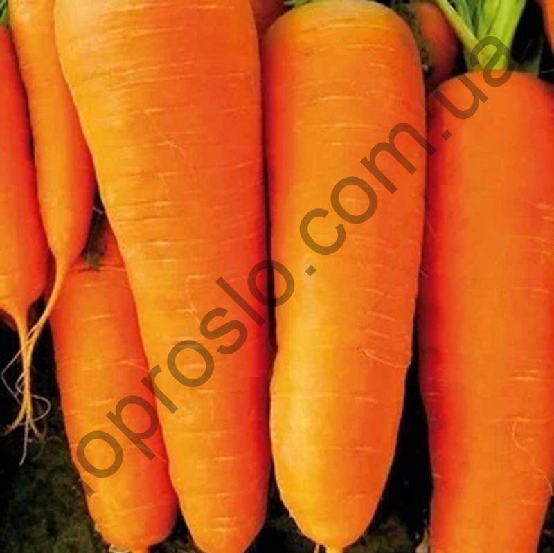 Семена моркови SV 7381 F1, ранний гибрид, "Seminis" (Голландия), 1 млн.шт (1,6-1,8)