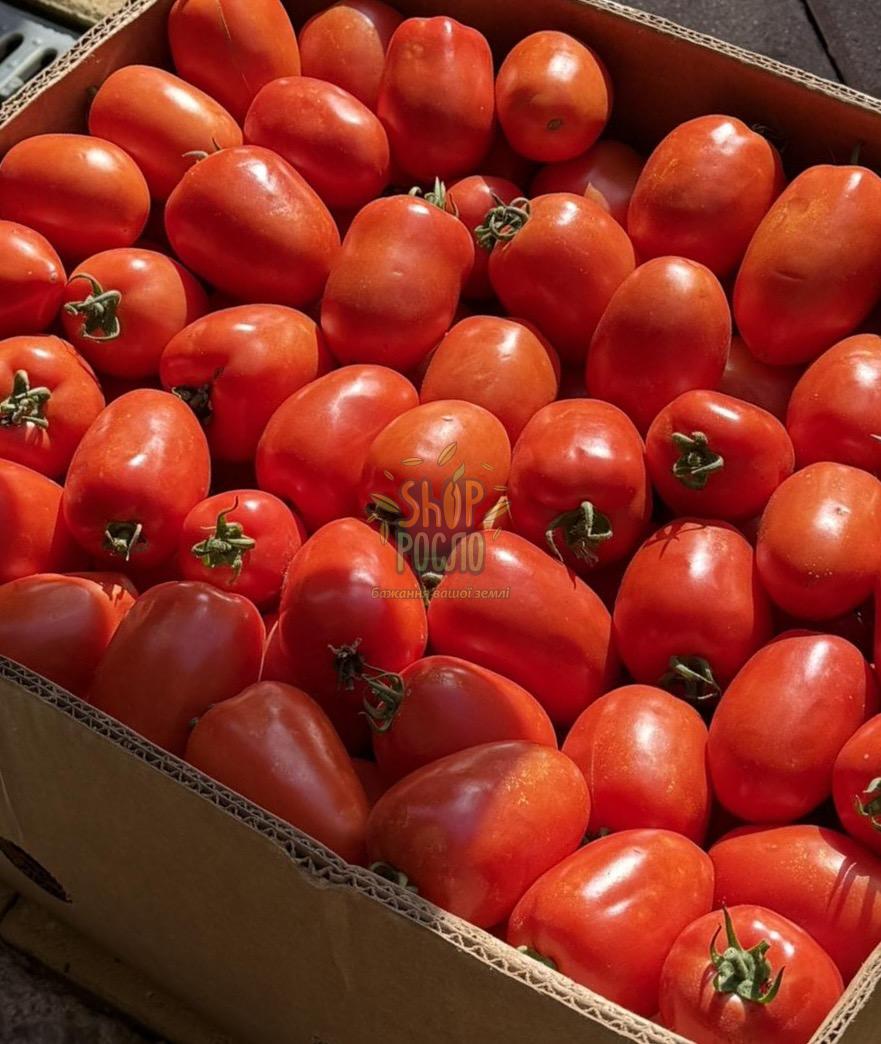 Семена томата Эскорт, кустовой ранний сорт, сливка "Semo" (Чехия), 10 000 шт