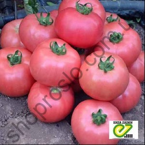 Насіння томату Пінк Шайн F1, індетермінантний, ранній гібрид, "Enza Zaden" (Голландія), 500 шт