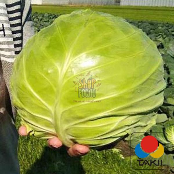 Семена капусты белокочанной Чита F1, ранний гибрид, "Takii Seeds" (Япония), 2 500 шт