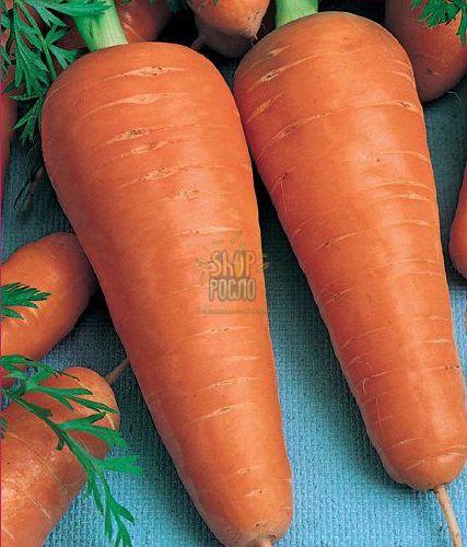 Семена моркови Ортолано, ранний сорт,  "Коуел" (Германия), 2 г