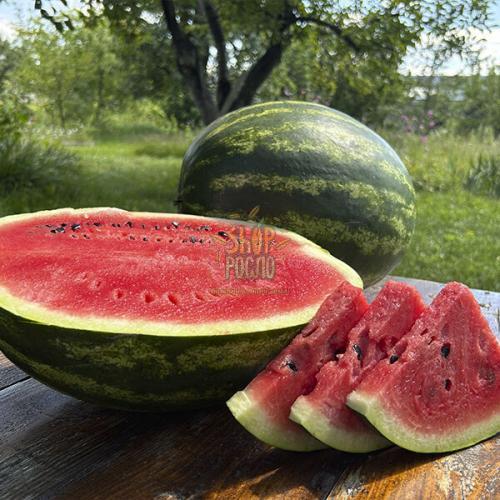 Насіння кавуна  Селест F1, ранній гібрид,"Sakata" (Японія), 1 000 шт