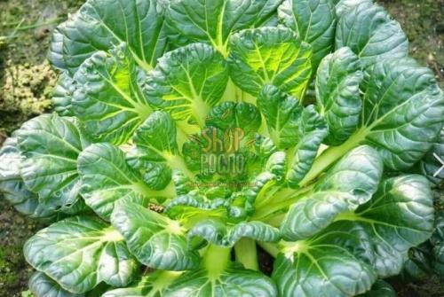 Насіння салату капусти Татсой, Коуел (Італія), 5 г