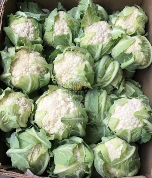 Насіння капусти цвітної Солістар F1, надранній гібрид, "Syngenta" (Швейцарія), 2 500 шт