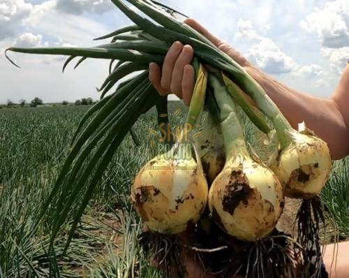 Насіння цибулі озимої Сеншуй Єлоу , середньостиглий сорт , "Cora Seeds" (Італія), 250 000 шт