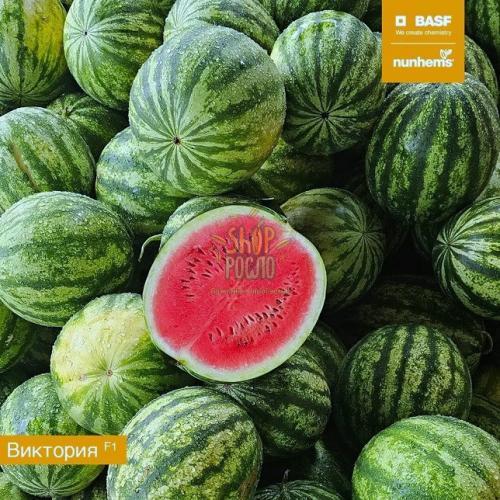 Насіння кавуна  Вікторія F1, надранній гібрид,  "Nunhems Bayer" (Голландія), 1 000 шт