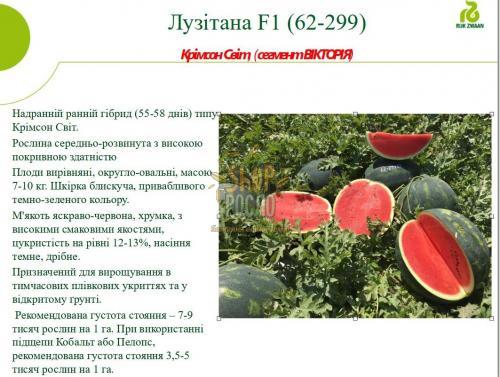 Насіння кавуна Лузітана F1, ультраранній гібрид,"Rijk Zwaan" (Голландія), 1 000 шт