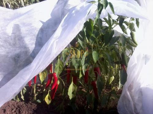 Агроволокно біле, щільність 30 г/м2, ширина 9,5 м. "Greentex" (Польща), 100 м