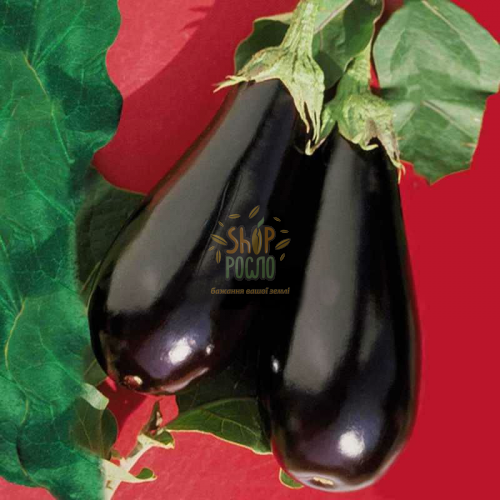 Насіння баклажану Епік F1, ранній гібрид,  "Seminis" (Голландія), 100 шт (Фас)