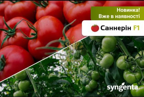 Семена томата Саннерин F1(Бодерин F1), індетермін., ранний гибрид, Syngenta (Швейцария), 500 шт