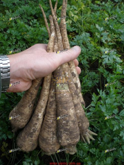 Насіння петрушки Ядран "Semo" (Чехія), 50 г
