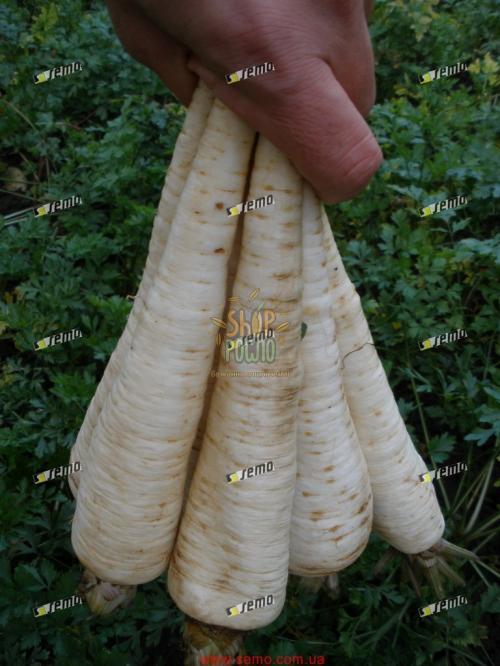 Насіння петрушки Ядран "Semo" (Чехія), 50 г