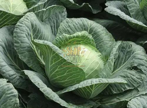 Насіння капусти білоголовой Рінда  F1, середньостиглий гібрид,  "Seminis" (Голландія), 2 500 шт