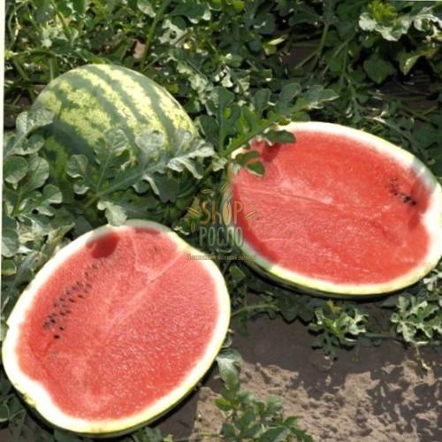 Насіння кавуна  Арашан F1, ранній гібрид, "Syngenta" (Швейцарія), 1 000 шт