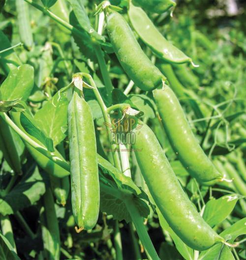 Насіння гороху Болеро, "May Seeds" (Туреччина), 500 г
