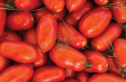 Семена томата Улисе F1, детерминантный, ранний гибрид, "Syngenta" (Швейцария), 2 500 шт