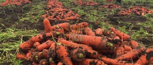 Насіння моркви Болівар F1, середньостиглий гыбрид, "Clause" (Франція), 50 000 шт (1,6-1,8) Фас.