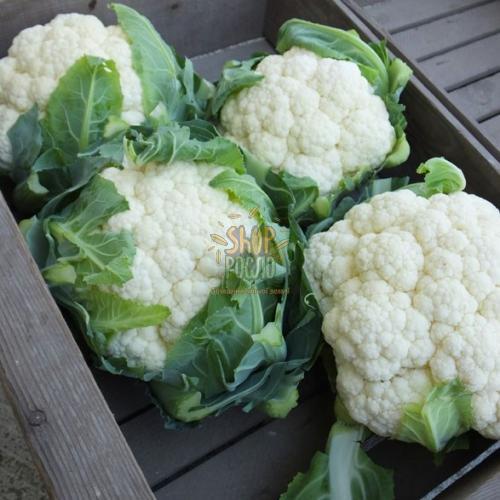 Насіння капусти цвітної Синержі F1, середньостиглий гібрид,"Enza Zaden" (Голландія), 2 500 шт