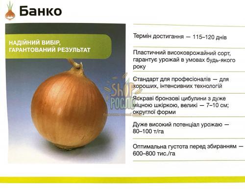 Семена лука репчатого Банко F1, ранний желтый гибрид, Syngenta (Швейцария), 250 000 шт