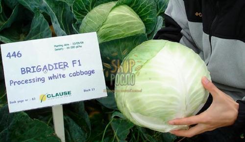 Семена капусты белокочанной Бригадир F1, среднепоздний гибрид, "Clause" (Франция), 2 500 шт