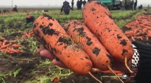 Насіння моркви Болівар F1, середньостиглий гыбрид, "Clause" (Франція), 500 000 шт (1,6-1,8)